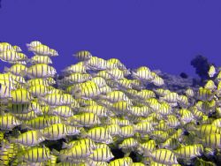 School of Yellow Grunts. by Bill Cain 